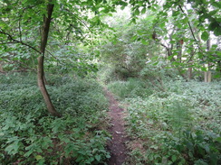 P2011DSC01335	Heading through trees in Southorpe Bottom.