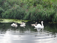 P2011DSC01836	A swan in the Engine Basin.