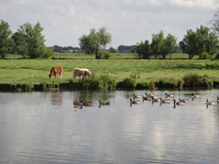 P2011DSC01940	The Great Ouse.