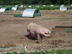 P2011DSC02158	A pig.