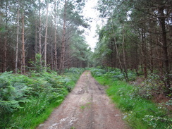 P2011DSC02251	The track heading east towards Langmere.