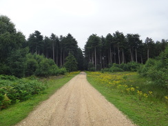 P2011DSC02296	Heading east across Roudham Heath towards the Peddar's Way.