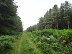 P2011DSC02312	Heading east through woodland from the Peddar's Way.