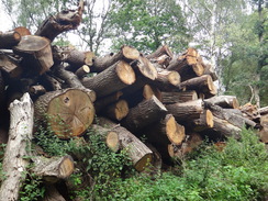 P2011DSC02395	Logs beside the road.