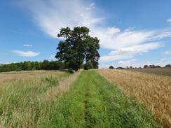 P2011DSC02707	One of the paths leading east towards Wortham Church.