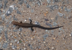 P2011DSC02743	A Common Lizard.