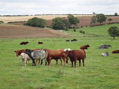 P2011DSC02921	Cows in the field on the descent into Biscathorpe.