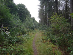 P2011DSC02982	The path through the woodland to the east of Market Rasen.