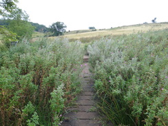 P2011DSC02992	Crossing a boardwalk to the north of Tealby.