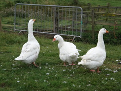 P2011DSC03003	Geese near Risby Manor Farm.