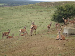 P2011DSC03012	Deer in an enclosure.