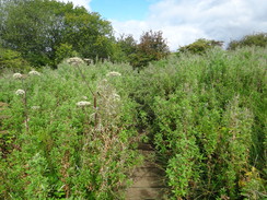 P2011DSC03082	An overgrown boardwalk.