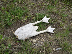 P2011DSC03111	A beheaded plastic chicken.