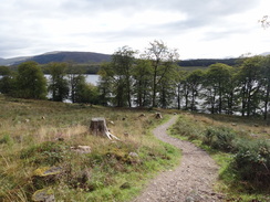 P2011DSC03481	The path leading down from the B8005 towards the lochside.