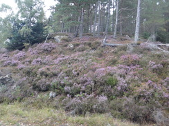 P2011DSC03809	Heather beside the path.