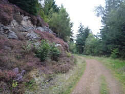 P2011DSC03839	Following the track northeast through the forest towards Alltsigh.