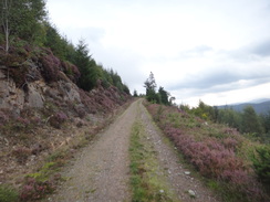 P2011DSC03847	Following the track northeast through the forest from Alltsigh.