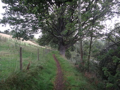 P2011DSC03980	The path heading northeast towards the forest.