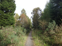 P2011DSC04120	The path heading northeast through the forest.