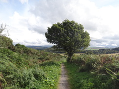 P2011DSC04139	Following the path east from Great Glen House.