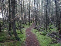 P2011DSC04385	Heading west through the woods towards Spey Bay.