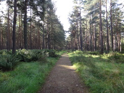 P2011DSC04430	The diversion footpath through Warren Wood.