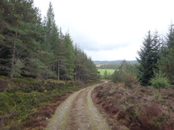 P2011DSC04567	The track through the Tom an Uird Wood.