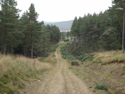 P2011DSC04627	The track through the Garvault Plantation.