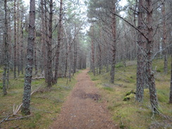 P2011DSC04792	Heading southwest through the woods towards Grantown on Spey.