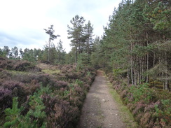 P2011DSC04796	Heading southwest through the woods towards Grantown on Spey.