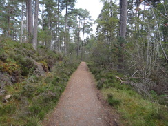 P2011DSC04800	Heading southwest through the woods towards Grantown on Spey.