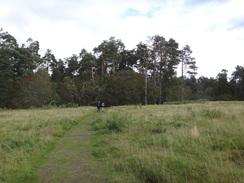 P2011DSC04803	Heading southwest through the woods towards Grantown on Spey.