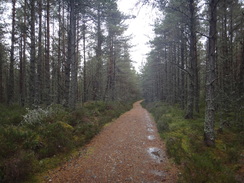 P2011DSC04859	Heading west through the forest from Nethy Bridge.