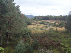 P2011DSC04870	Heading west through the forest from Nethy Bridge.