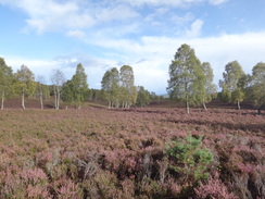 P2011DSC04903	Crossing the moorland southwest towards Aviemore.