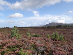 P2011DSC04911	Crossing the moorland southwest towards Aviemore.