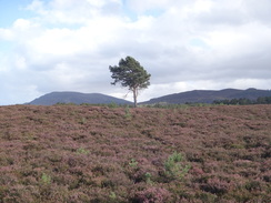 P2011DSC04922	Crossing the moorland southwest towards Aviemore.