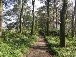 P2011DSC05563	The woodland on Housesteads Crags.