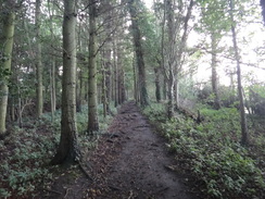 P2011DSC05702	The path through the woodland near Planetrees.