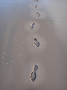 P2011DSC06211	Footprints in the sand.