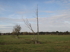 P2011DSC06357	A tree on the floodplain.