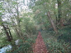 P2011DSC06359	Following the path through the woodland beside the river north towards Homersfield.