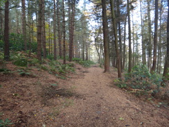 P2011DSC06926	The path through the woods to the north of Castle Ring.