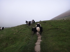 P2011DSC07813	Belted Galloways blocking the path.