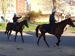 P2012DSC09283	Racehorses in Newmarket.