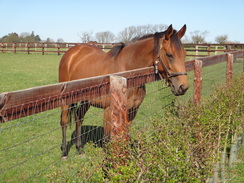 P2012DSC09324	A friendly horse.