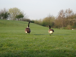 P2012DSC09405	Geese.