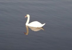 P2012DSC09479	A swan on the river.