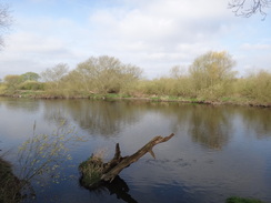 P2012DSC09500	The Trent near Clifton Grove.