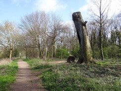 P2012DSC09594	The path beside the Trent at Clifton.